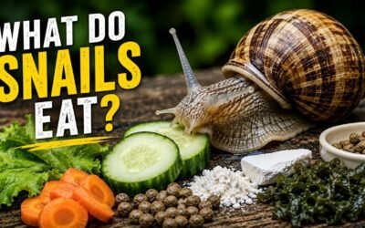 What Do Snails Eat