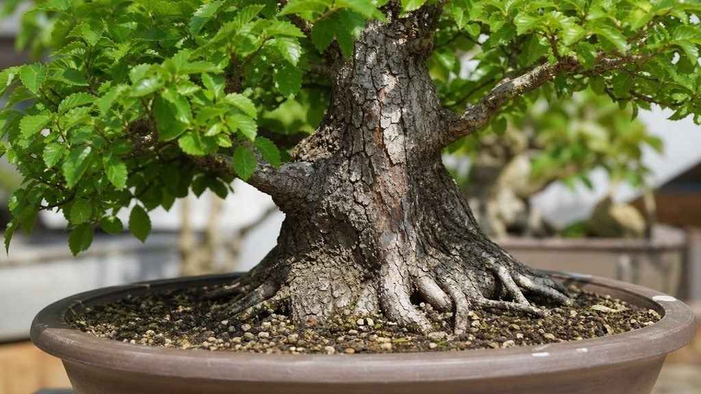 Chinese Elm Bonsai Tree