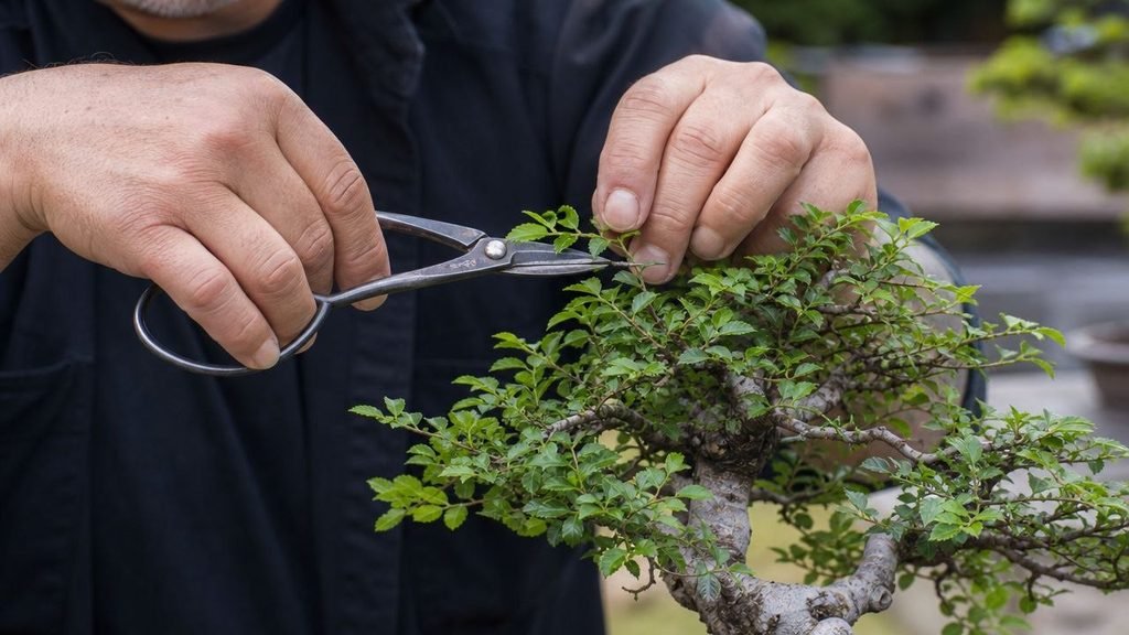 Chinese elm bonsai tree