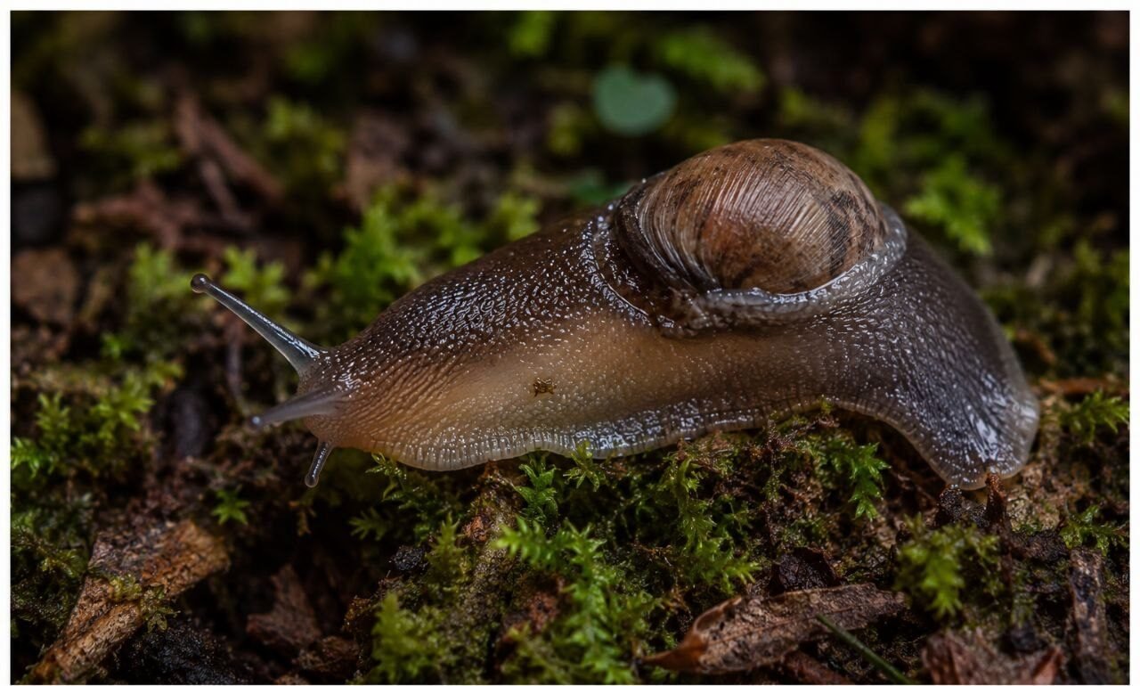 A semi-slug carrying a small shell remnant, a mix between snail and slug