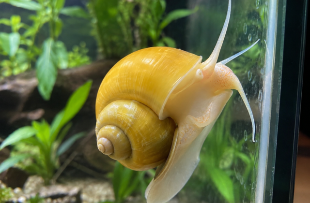 Freshwater Aquarium Snails: A Complete Care and Species Guide (5+ Year Experiance)