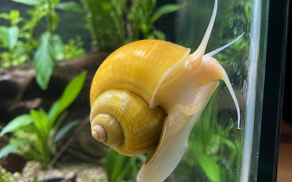 Mystery snail crawling in a freshwater aquarium with snails