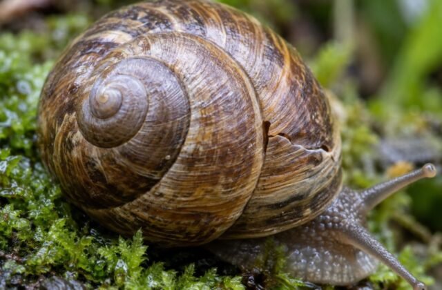 Do Snails Feel Pain? What the Science Actually Shows