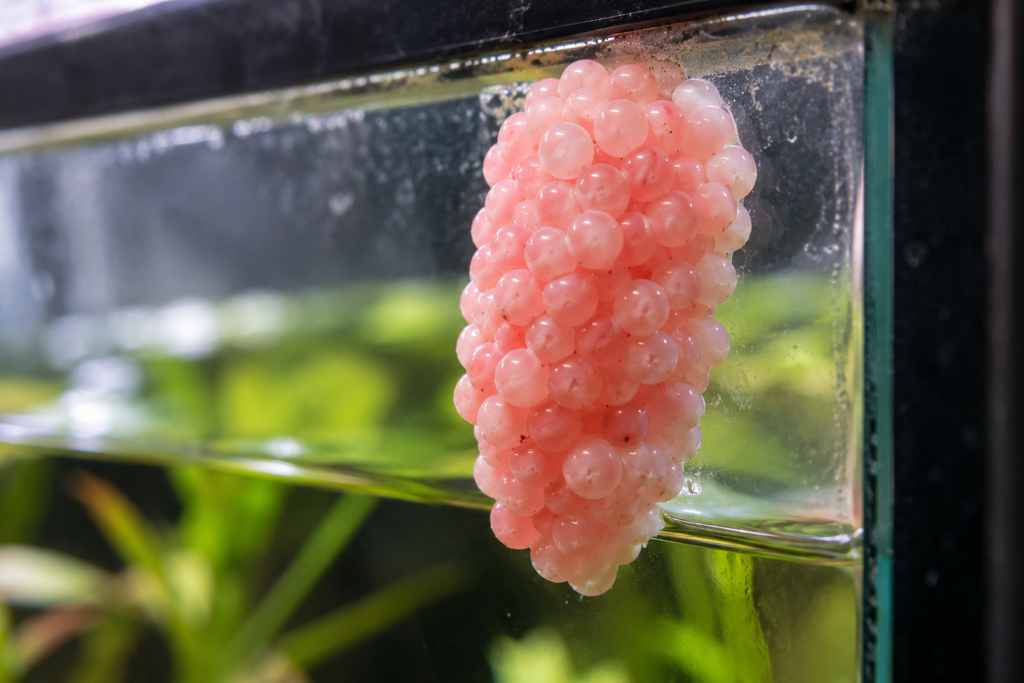 mystery snail eggs laid in a pink cluster above the aquarium waterline