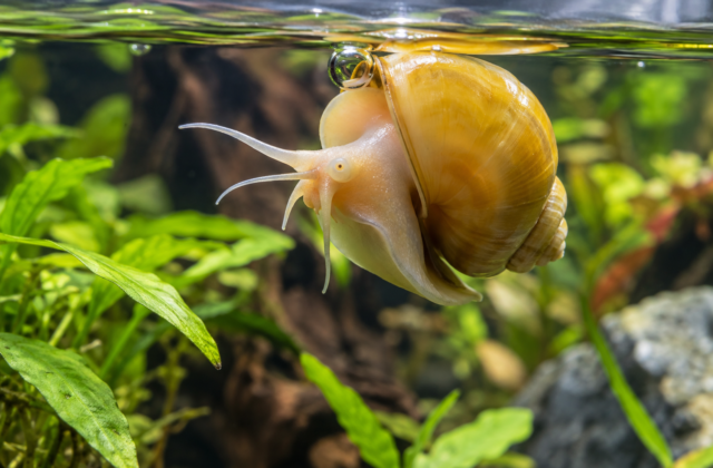 Why Is My Mystery Snail Floating? (It’s Usually Not What You Think)