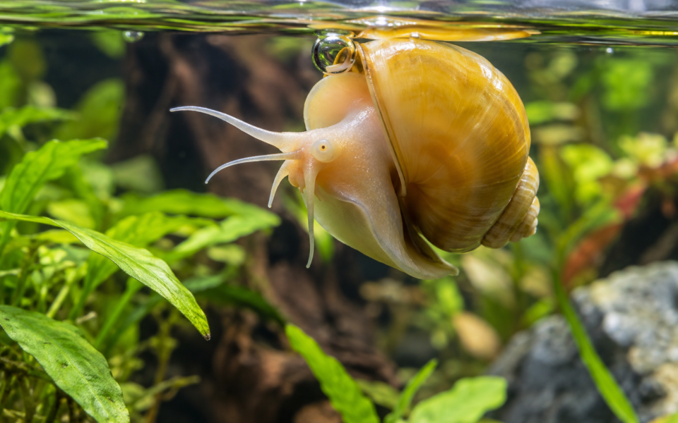 mystery snail floating near aquarium water surface with air bubble visible