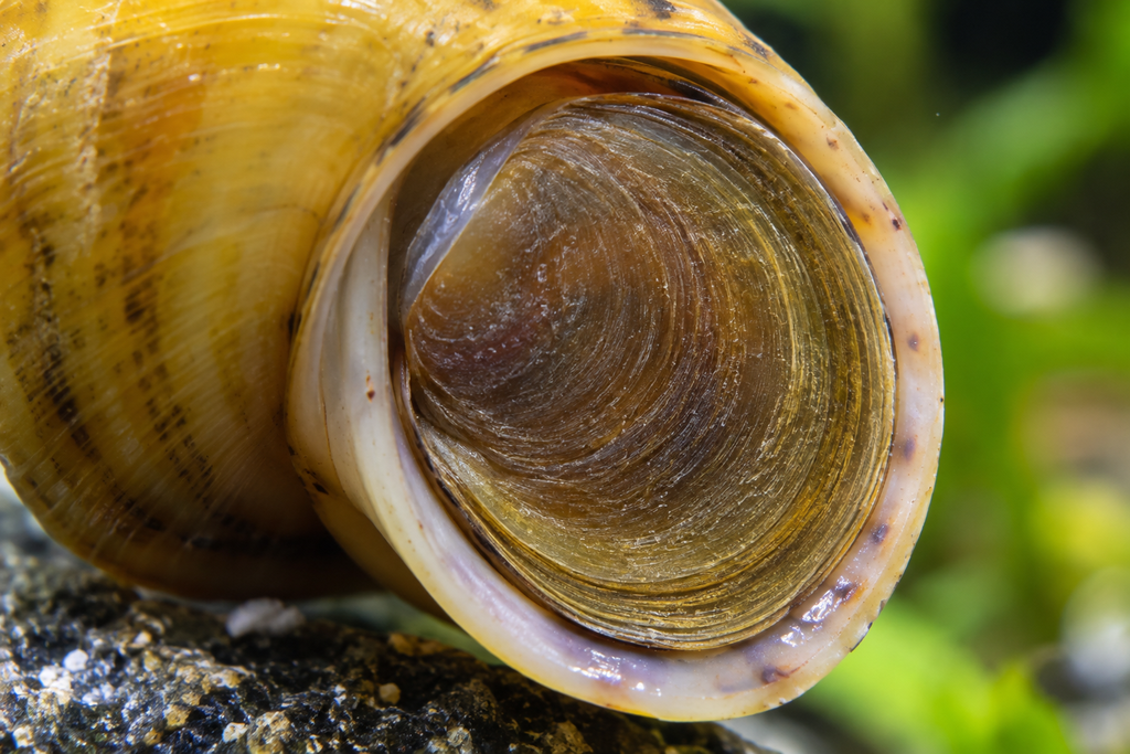 mystery snail operculum trapdoor sealed tightly against shell opening
