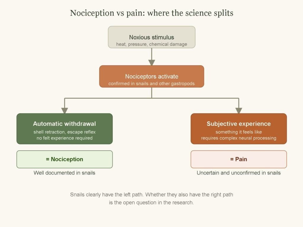 diagram showing the difference between nociception and pain in snails