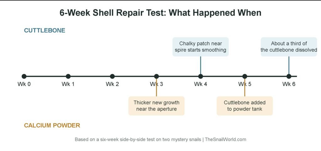 Timeline comparing cuttlebone and calcium powder results over six weeks